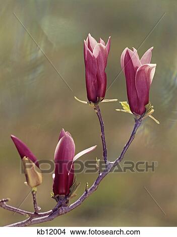 4 pink magnolia blossom buds on tree branch View Large Photo Image Picture - 4 pink magnolia blossom buds on tree branch. Fotosearch
