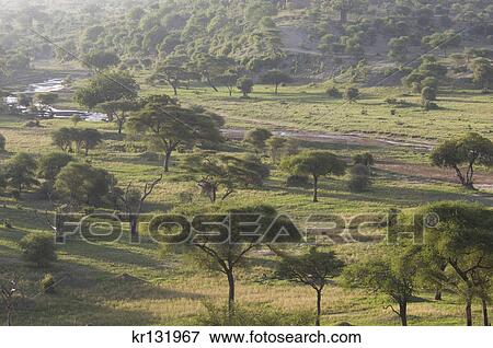 acacia tree grove near tarangire river tarangire national park tanzania africa View Large Photo Image Stock Photo - acacia tree grove near tarangire river tarangire national park tanzania africa. Fotosearch