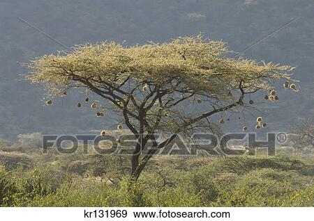 Stock Photo - acacia tree in bloom with weaver bird nests samburu national reserve kenya africa. Fotosearch