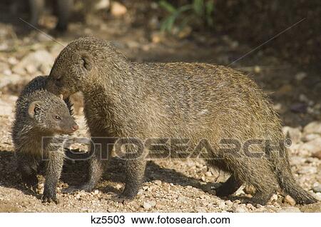 adult banded mongoose with young serengeti national park tanzania africa View Large Photo Image Stock Image - adult banded mongoose with young serengeti national park tanzania africa. Fotosearch