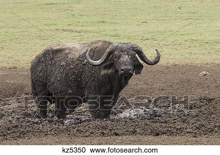 Stock Image - african cape water buffalo standing in mud ngorongoro crater tanzania africa. Fotosearch