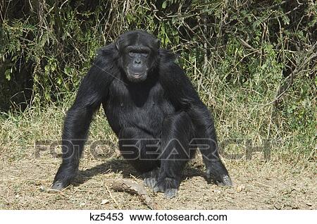 Stock Image - african chimpanzee tanzania africa. Fotosearch