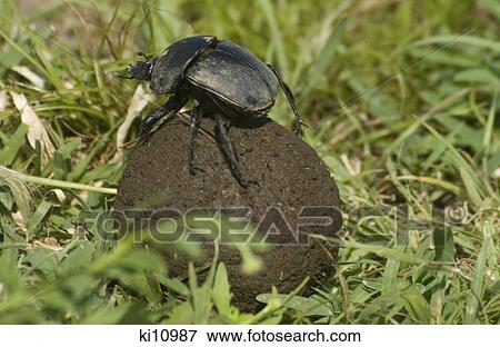 african dung beetle rolling dung ball serengeti national park tanzania africa View Large Photo Image Stock Photo - african dung beetle rolling dung ball serengeti national park tanzania africa. Fotosearch