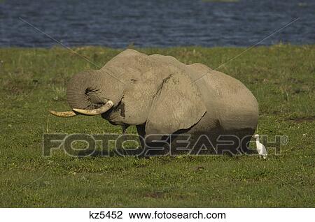 Stock Image - african elephant standing eating in marshy grass with white cattle egret ngorongoro crater tanzania africa. Fotosearch