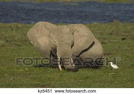 Stock Image - african elephant standing in marshy grass with white cattle egret ngorongoro crater tanzania africa. Fotosearch