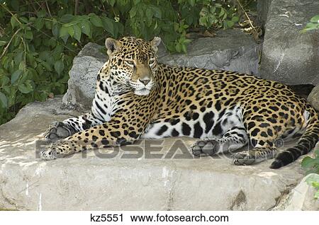 african leopard lying on rock View Large Photo Image Stock Image - african leopard lying on rock. Fotosearch