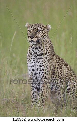 Stock Image - african leopard sitting in grass masai mara national reserve kenya africa. Fotosearch