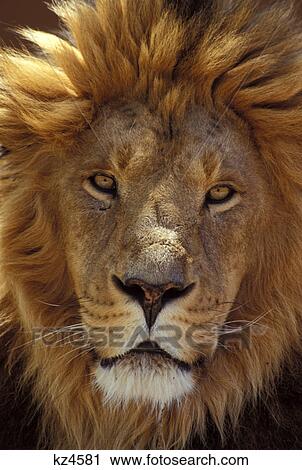 african lion panthera leo africa View Large Photo Image Stock Image - african lion panthera leo africa. Fotosearch