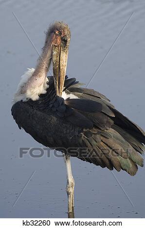 african marabou stork pruning feathers tarangire national park tanzania africa View Large Photo Image Stock Image - african marabou stork pruning feathers tarangire national park tanzania africa. Fotosearch