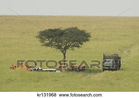 african safari tourist company preparing for lunch under acacia tree masai mara national reserve kenya africa View Large Photo Image Stock Photo - african safari tourist company preparing for lunch under acacia tree masai mara national reserve kenya africa. Fotosearch