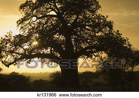 african sunset silhouetted baobab tree tarangire national park tanzania View Large Photo Image Stock Photograph - african sunset silhouetted baobab tree tarangire national park tanzania. Fotosearch