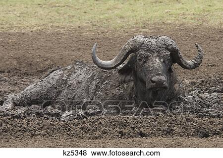 Stock Photo - african water buffalo wallowing in mud ngorongoro crater tanzania africa. Fotosearch