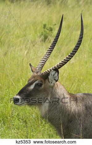 Stock Image - african waterbuck head shot masai mara national reserve kenya africa. Fotosearch