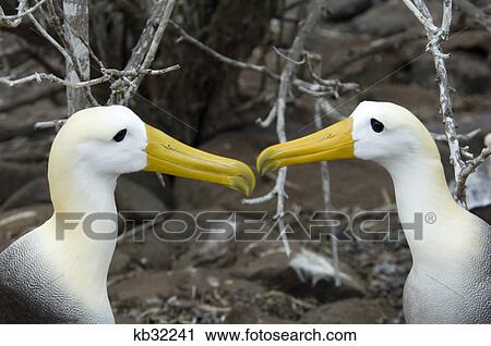 albatross courtship galapagos islands View Large Photo Image Stock Image - albatross courtship galapagos islands. Fotosearch