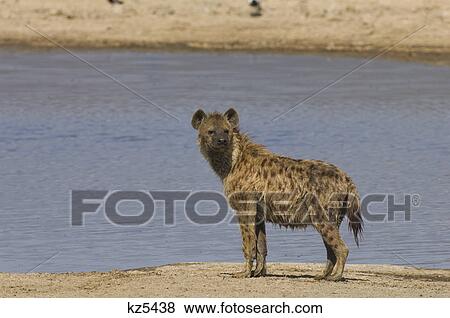 Stock Photo - alert spotted hyena standing near water ngorongoro crater tanzania africa. Fotosearch
