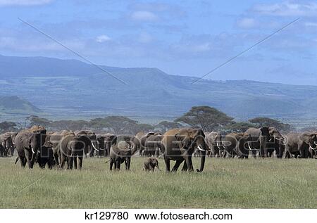 amboseli national park kenya africa herd of elephants walking across plains from mt. kilimanjaro View Large Photo Image Stock Image - amboseli national park kenya africa herd of elephants walking across plains from mt. kilimanjaro. Fotosearch