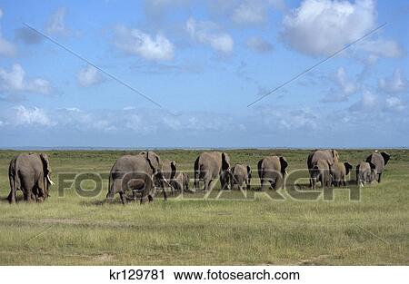 Stock Image - amboseli national park kenya africa herd of elephants walking across plains. Fotosearch