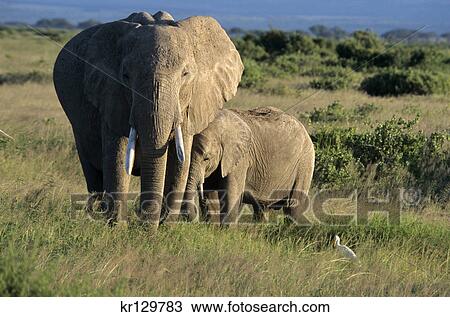 amboseli national park kenya africa elephants cow and calf in plains View Large Photo Image Stock Image - amboseli national park kenya africa elephants cow and calf in plains. Fotosearch
