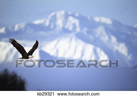 american bald eagle in flight View Large Photo Image Stock Image - american bald eagle in flight. Fotosearch