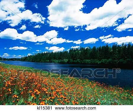 androscoggin river near milan, nh View Large Photo Image Stock Image - androscoggin river near milan, nh. Fotosearch