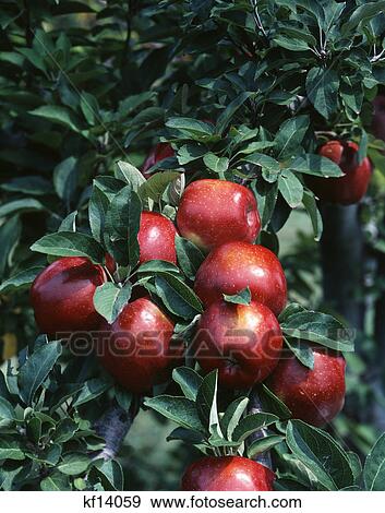 apples on branches red delicious apple - missouri View Large Photo Image Stock Photo - apples on branches red delicious apple - missouri. Fotosearch