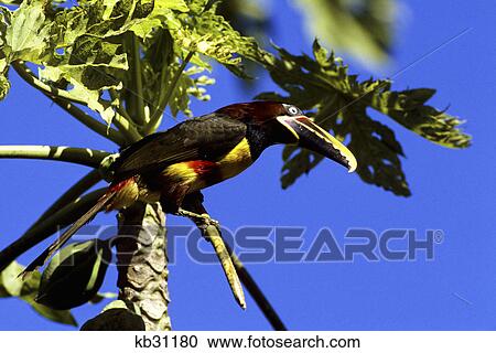 Stock Image - aracari toucan brazil. Fotosearch