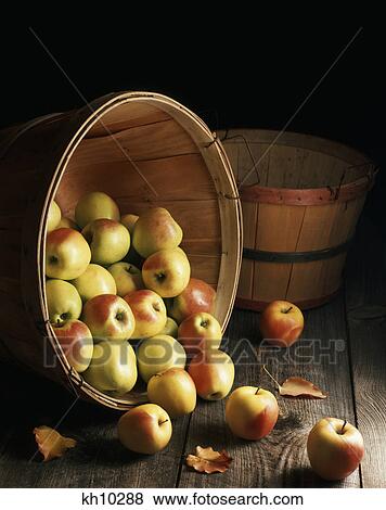 autumn harvest golden delicious apples in basket View Large Photo Image Stock Photo - autumn harvest golden delicious apples in basket. Fotosearch