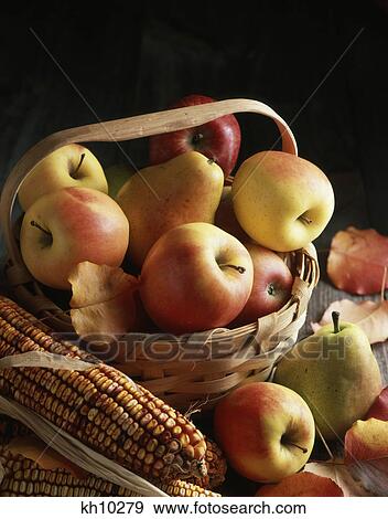 autumn harvest still life apples pears in split oak basket arranged with indian corn View Large Photo Image Stock Photo - autumn harvest still life apples pears in split oak basket arranged with indian corn. Fotosearch