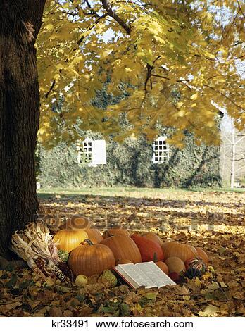 autumn scene with arrangement of harvest pumpkins under a tree with an open bible View Large Photo Image Stock Image - autumn scene with arrangement of harvest pumpkins under a tree with an open bible. Fotosearch