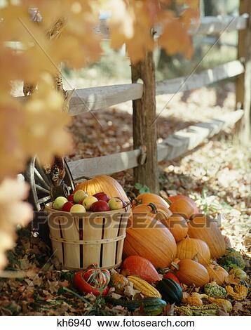 autumn still life by wooden fence basket apples pumpkins squash fall foliage leaves View Large Photo Image Stock Image - autumn still life by wooden fence basket apples pumpkins squash fall foliage leaves. Fotosearch