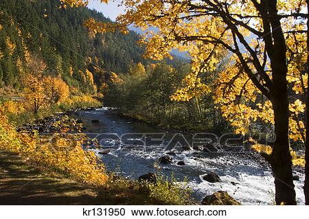 autumn trees along stream in washington state View Large Photo Image Stock Image - autumn trees along stream in washington state. Fotosearch