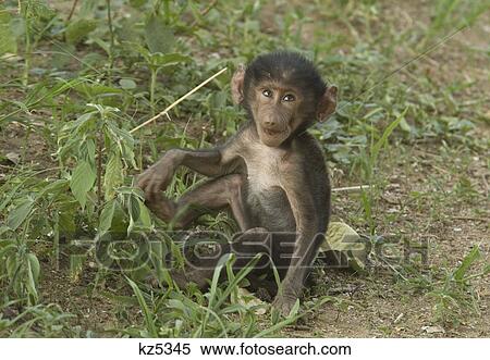 baboon baby with silly expression sitting in grass tarangire national park tanzania africa View Large Photo Image Stock Photography - baboon baby with silly expression sitting in grass tarangire national park tanzania africa. Fotosearch