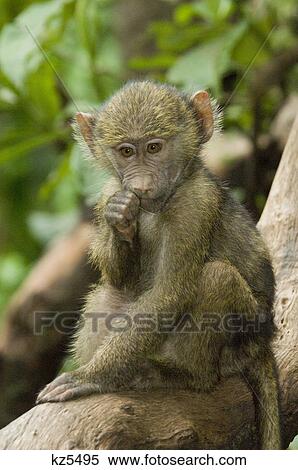 Stock Photography - baby baboon in tree sucking finger lake manyara national park tanzania africa. Fotosearch