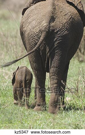 baby elephant and mother rear view tarangire national park tanzania View Large Photo Image Stock Photo - baby elephant and mother rear view tarangire national park tanzania. Fotosearch