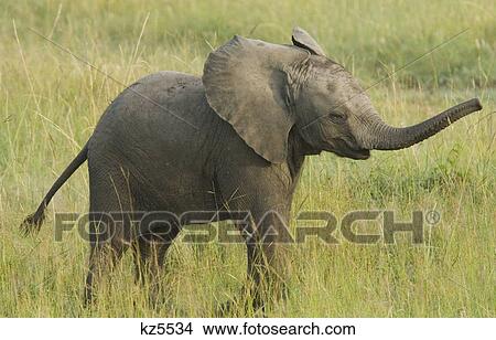 baby elephant calf standing in grass with trunk up masai mara national reserve kenya africa View Large Photo Image Picture - baby elephant calf standing in grass with trunk up masai mara national reserve kenya africa. Fotosearch