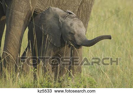 baby elephant calf standing under legs of parent masai mara national reserve kenya africa View Large Photo Image Stock Image - baby elephant calf standing under legs of parent masai mara national reserve kenya africa. Fotosearch