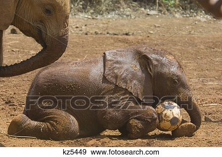Stock Photo - baby elephant with soccer ball in mud at elephant orphanage outside nairobi kenya africa. Fotosearch