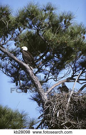 Stock Photo - bald eagle haliaeetus leucocephalus north america guarding nest. Fotosearch