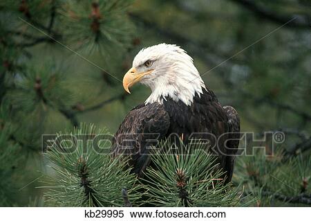 bald eagle in pine tree heliaeetus leucocephalus View Large Photo Image Stock Photography - bald eagle in pine tree heliaeetus leucocephalus. Fotosearch
