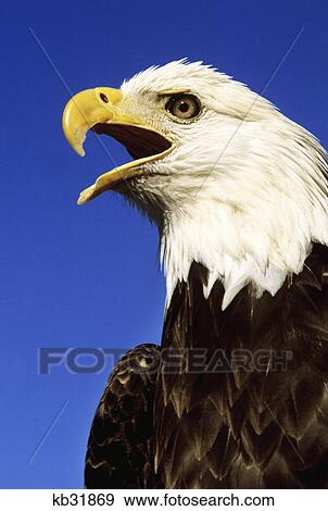 Stock Photo - bald eagle portrait with open beak. Fotosearch