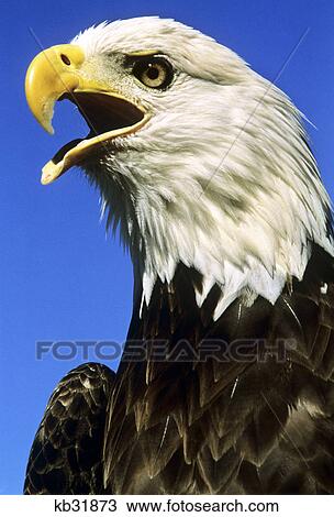 Stock Image - bald eagle with mouth open. Fotosearch