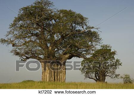 baobab trees in tarangire national park tanzania africa View Large Photo Image Stock Image - baobab trees in tarangire national park tanzania africa. Fotosearch