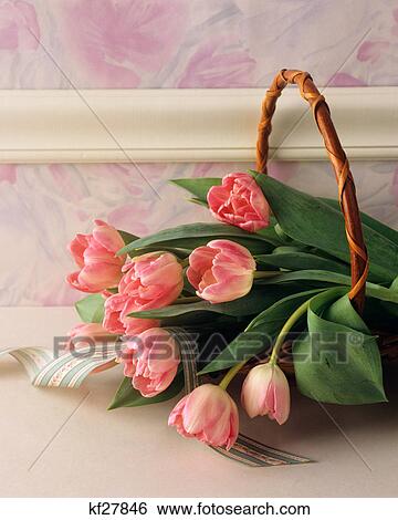 basket of pink tulips and ribbon View Large Photo Image Stock Photograph - basket of pink tulips and ribbon. Fotosearch