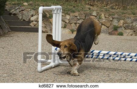 bassett hound jumping over obstacle agility course View Large Photo Image Stock Photo - bassett hound jumping over obstacle agility course. Fotosearch