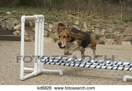 bassett hound jumping over obstacle agility course View Large Photo Image Stock Photograph - bassett hound jumping over obstacle agility course. Fotosearch