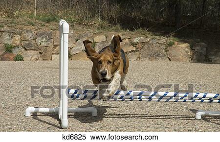 bassett hound jumping over obstacle agility course View Large Photo Image Stock Photography - bassett hound jumping over obstacle agility course. Fotosearch