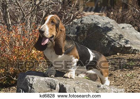 bassett hound outdoor standing on rock View Large Photo Image Stock Photo - bassett hound outdoor standing on rock. Fotosearch