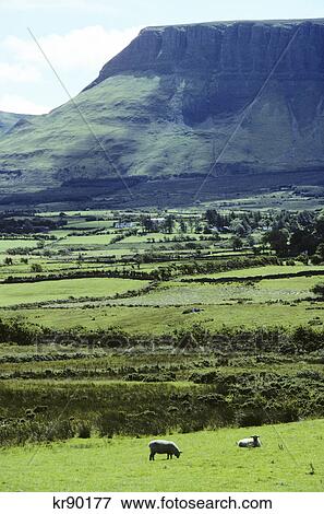 ben bulben cliff with sheep in foreground county sligo ireland View Large Photo Image Stock Photo - ben bulben cliff with sheep in foreground county sligo ireland. Fotosearch
