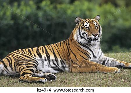 bengal tiger lying down View Large Photo Image Picture - bengal tiger lying down. Fotosearch