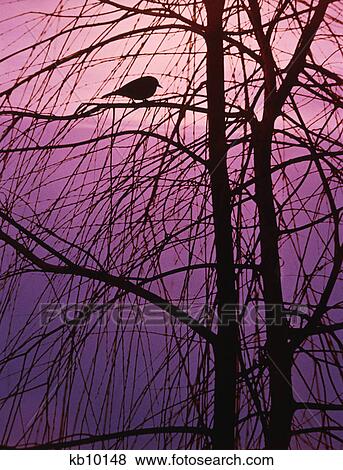 Stock Photo - bird silhouette in tree branches. Fotosearch
